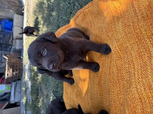 Pui labradori de 7 săptămâni drăgălași 