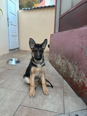 Pui Ciobanesc german