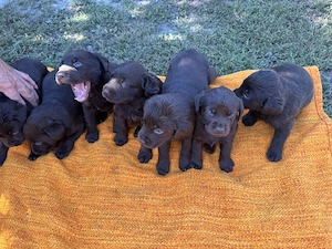 7 pui labradori disponibili  - imagine 2
