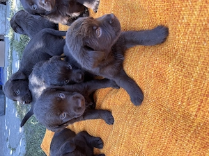 7 pui labradori disponibili  - imagine 3