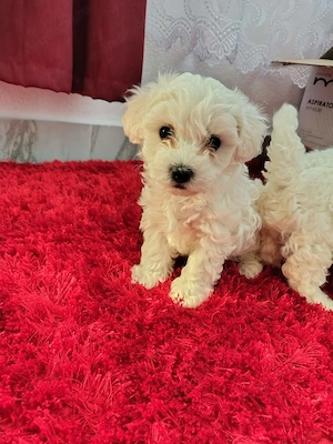 De vânzare pui de bichon maltez  - imagine 2