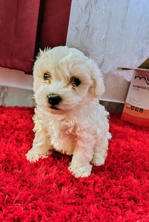 De vânzare pui de bichon maltez  - imagine 3