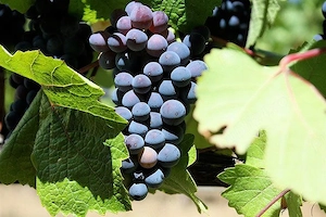Vand vin din recolta 2026