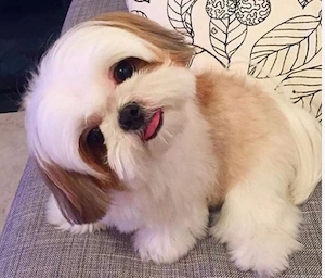 catelusa Shihtzu 9 saptamani