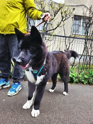 Dobby, cățel pentru adopție