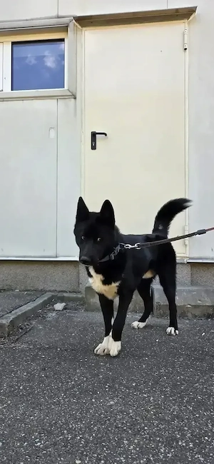 Dobby, cățel pentru adopție - imagine 4