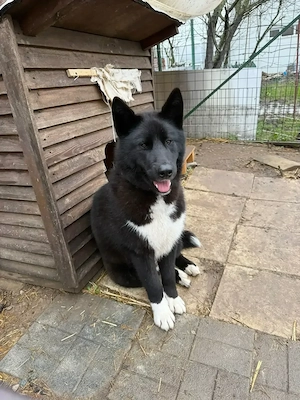 Dobby, cățel pentru adopție - imagine 2