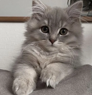 Maine Coon 