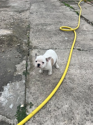 vand french bulldog pe 3000 de lei ambele - imagine 5