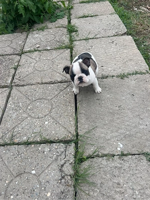 vand french bulldog pe 3000 de lei ambele - imagine 4