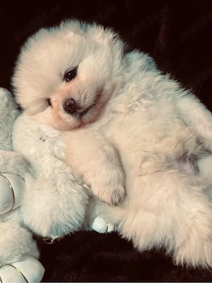 un singur pui pomeranian disponibil