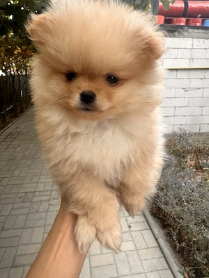 Pomeranieni dulci și pupăcioase. - imagine 4