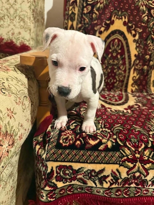  De vânzare 2 cățeluși American Bully    - imagine 3