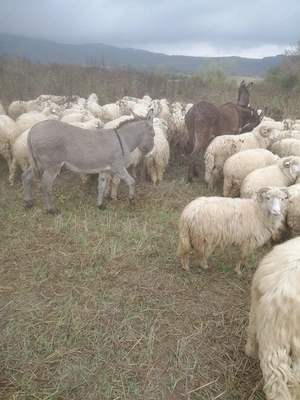 Vând măgar în vârstă de 5 ani.