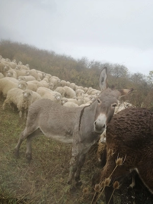 Vând măgar în vârstă de 5 ani. - imagine 2