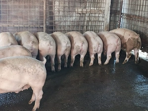 Porci 80-100 kg 