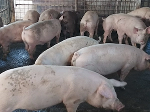 Porci 90-110 kg 