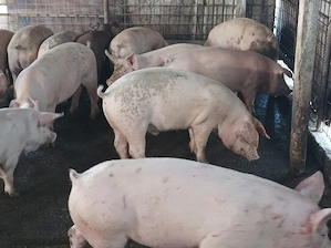 Porci 90-110 kg  - imagine 2