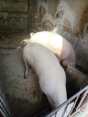 Porci de arvunit pentru craciun - imagine 3