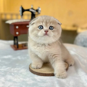 British Scottish fold rasa pura asigur transport - imagine 3