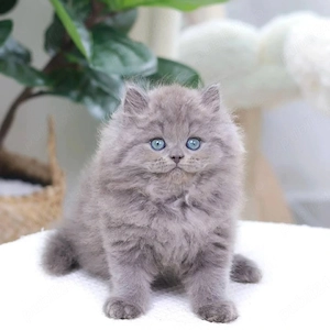 British Scottish fold rasa pura asigur transport