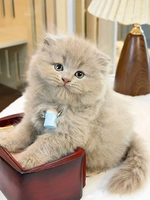 British Scottish fold rasa pura asigur transport - imagine 5