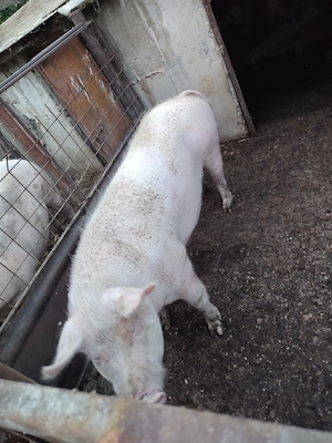 Vând Arvunez porci de rasa pt Crăciun  - imagine 2