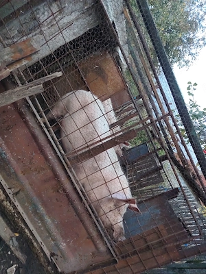 Vând Arvunez porci de rasa pt Crăciun 