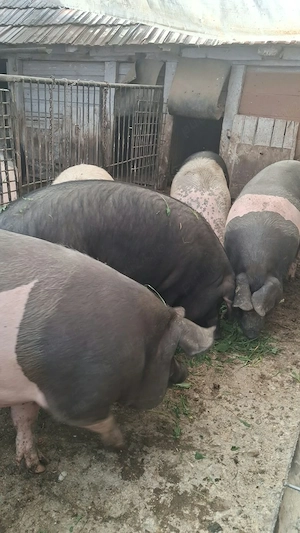 Vand porci
