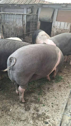 Vand porci - imagine 3