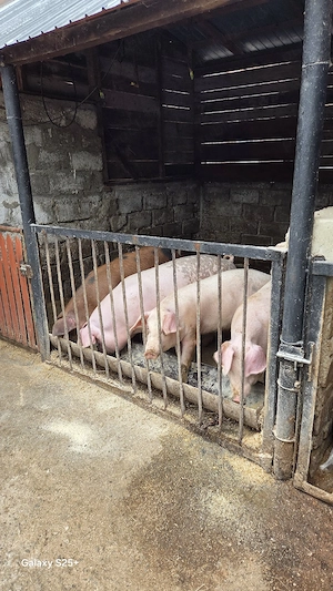 Vand PORCI crescuti in gospodărie, jud. Prahova - imagine 2