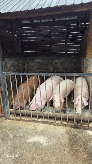 Vand PORCI crescuti in gospodărie, jud. Prahova