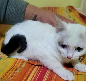 Doua surori spre adoptie 
