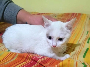 Doua surori spre adoptie  - imagine 3