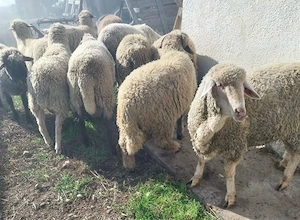 De vanzare