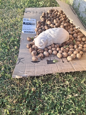 bichon maltez 