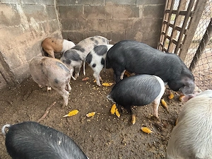 Porci de vanzare  - imagine 2