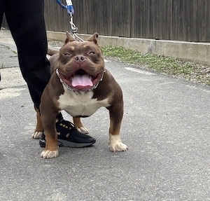 Vând masculul American Bully Pocket cu pedigree ABKC 
