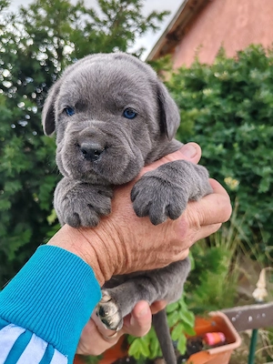 Cane corso disponibile 