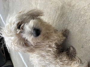 Bichon Maltez mascul  - imagine 3