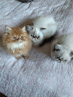 Pisici persane exotic