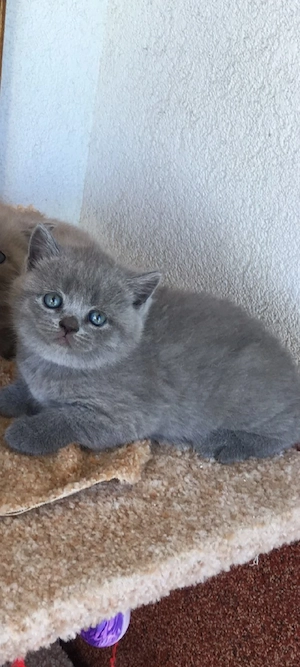 British Shorthair!!!