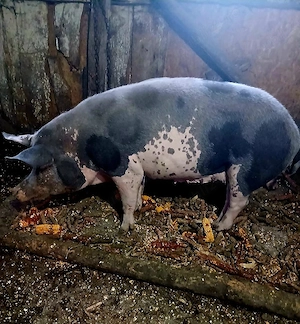 Vând Porci