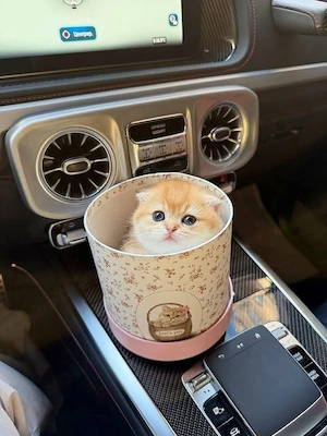 scottish fold de rasa pura asigur transport - imagine 3