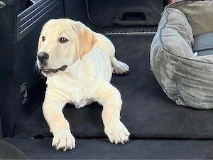 Vând pui Labrador Retriever, mascul, 13 săptămâni - imagine 2