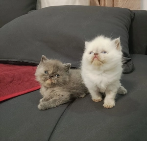 Puisori British shorthair  - imagine 3