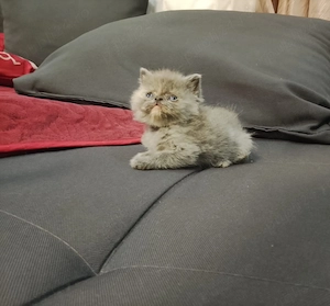 Puisori British shorthair  - imagine 2