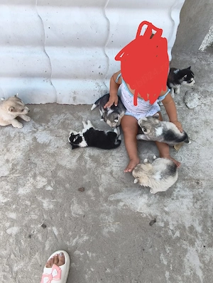 Husky Siberian foarte frumoși  - imagine 2