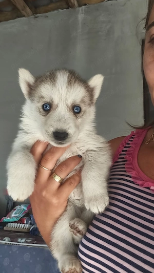 Husky Siberian foarte frumoși  - imagine 3