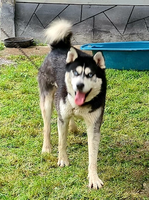 Catel Foarte Frumos Lup Siberian Husky  - imagine 2